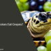 Can Tortoises Eat Grapes