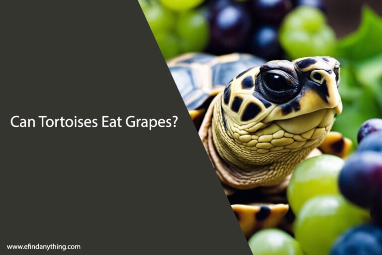 Can Tortoises Eat Grapes