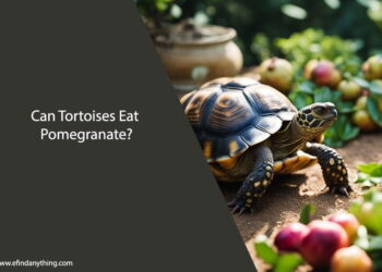 Can Tortoises Eat Pomegranate