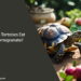 Can Tortoises Eat Pomegranate