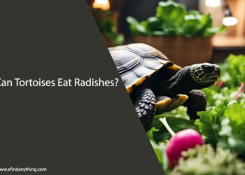 Can Tortoises Eat Radishes