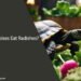 Can Tortoises Eat Radishes