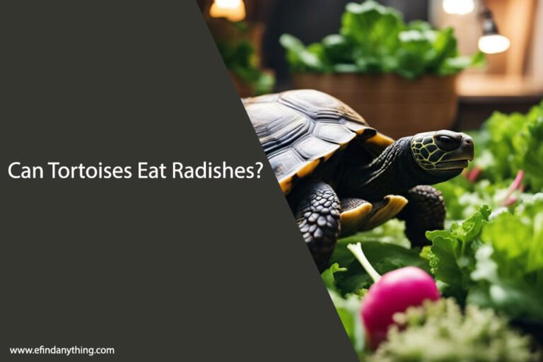 Can Tortoises Eat Radishes