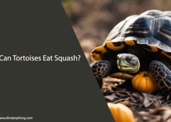 Can Tortoises Eat Squash