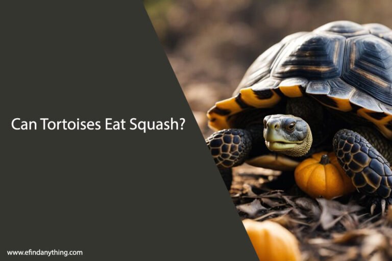 Can Tortoises Eat Squash