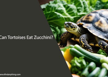 Can Tortoises Eat Zucchini