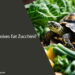 Can Tortoises Eat Zucchini