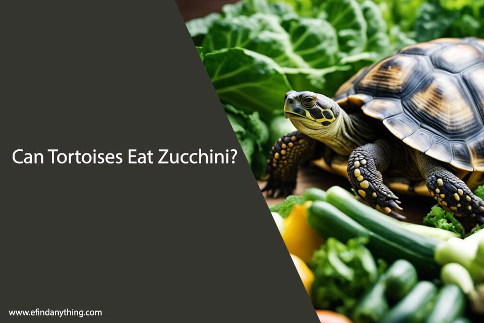 Can Tortoises Eat Zucchini