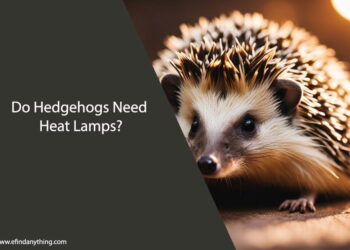 Do Hedgehogs Need Heat Lamps