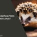 Do Hedgehogs Need Heat Lamps