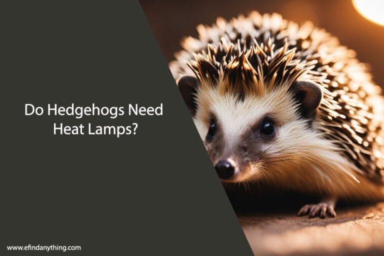 Do Hedgehogs Need Heat Lamps
