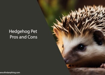 Hedgehog Pet Pros and Cons