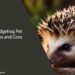 Hedgehog Pet Pros and Cons