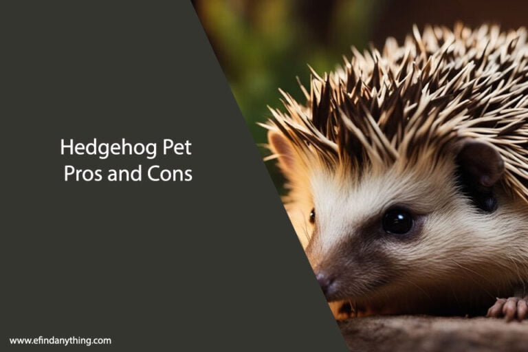 Hedgehog Pet Pros and Cons