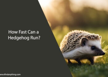 How Fast Can a Hedgehog Run