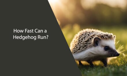 How Fast Can a Hedgehog Run?
