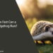 How Fast Can a Hedgehog Run