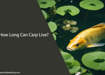 How Long Can Carp Live