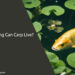 How Long Can Carp Live