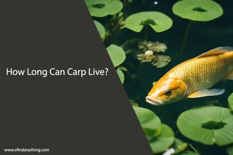How Long Can Carp Live