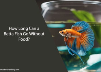 How Long Can a Betta Fish Go Without Food