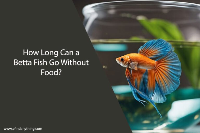 How Long Can a Betta Fish Go Without Food