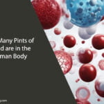 How Many Pints of Blood are in the Human Body