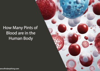 How Many Pints of Blood are in the Human Body