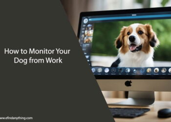 How to Monitor Your Dog from Work