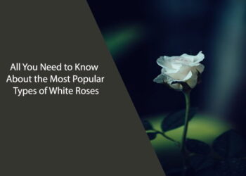 All You Need to Know About the Most Popular Types of White Roses