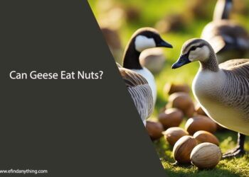 Can Geese Eat Nuts