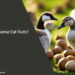 Can Geese Eat Nuts