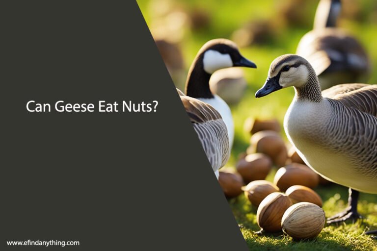 Can Geese Eat Nuts