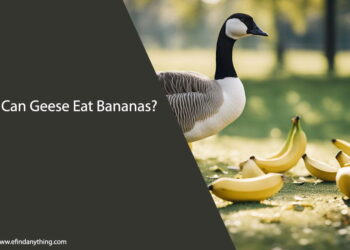Can Geese Eat Bananas