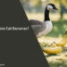 Can Geese Eat Bananas