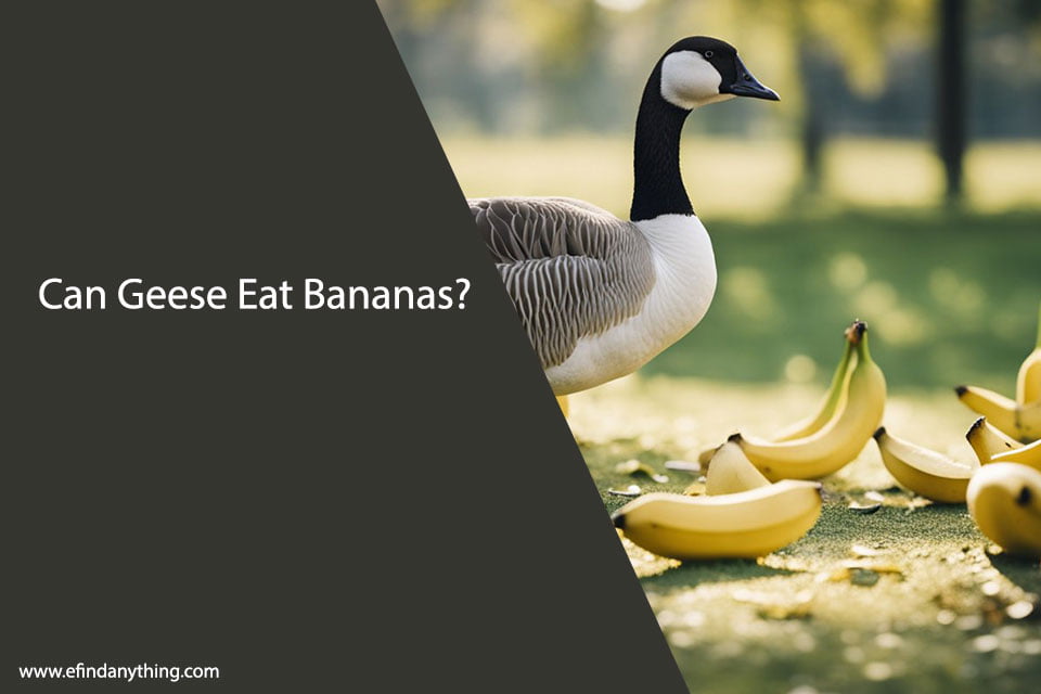 Can Geese Eat Bananas