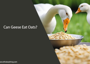 Can Geese Eat Oats