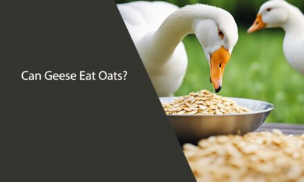 Can Geese Eat Oats?