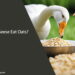 Can Geese Eat Oats