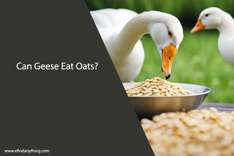 Can Geese Eat Oats