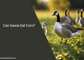 Can Geese Eat Corn