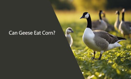 Can Geese Eat Corn?