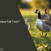 Can Geese Eat Corn