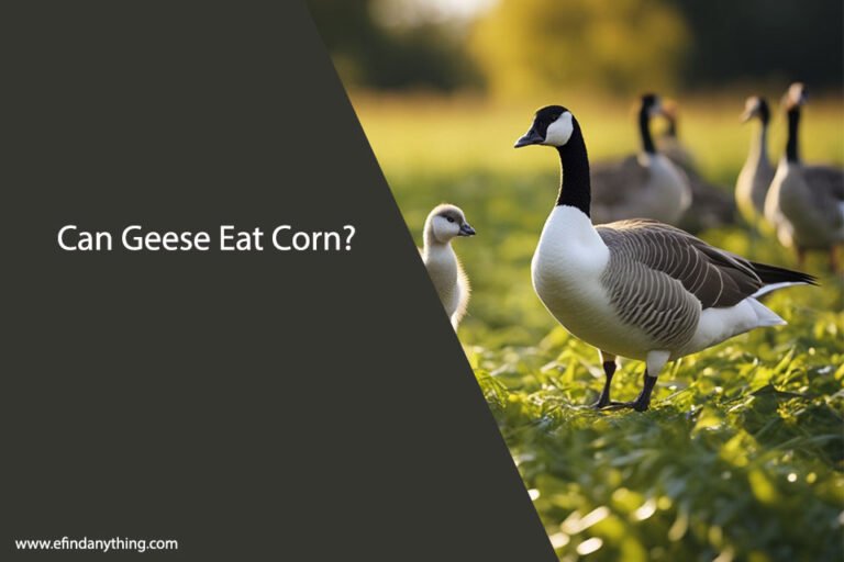 Can Geese Eat Corn