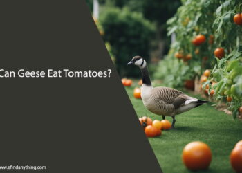 Can Geese Eat Tomatoes