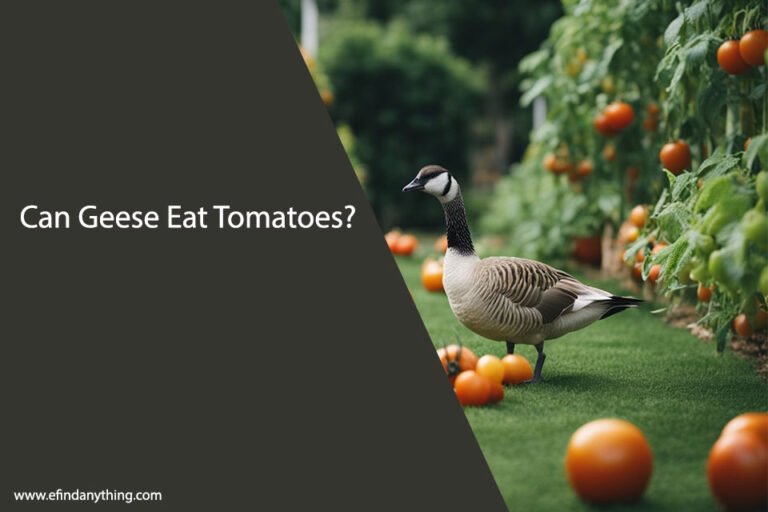 Can Geese Eat Tomatoes