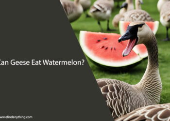 Can Geese Eat Watermelon