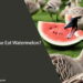 Can Geese Eat Watermelon