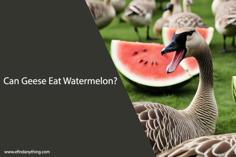 Can Geese Eat Watermelon
