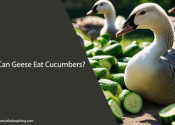 Can Geese Eat Cucumbers